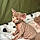 Cat C.