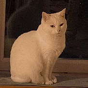 Suzy participe au concours pour gagner de l'argent avec cette photo : cat, white_cat, sitting, window, night, indoor, pet, animal, fur, calm, serene, domestic, mammal, quiet, windowsill, house, shadow, silhouette, portrait, still_life