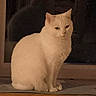 cat, white_cat, sitting, window, night, indoor, pet, animal, fur, calm, serene, domestic, mammal, quiet, windowsill, house, shadow, silhouette, portrait, still_life