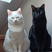 Shadow participe au concours pour gagner de l'argent avec cette photo : cat, white_cat, black_cat, pets, indoor, feline, animal, sitting, pair, fur, ears, whiskers, eyes, face, domestic_animal, companions, quiet, resting, table, natural_light