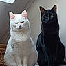 cat, white_cat, black_cat, pets, indoor, feline, animal, sitting, pair, fur, ears, whiskers, eyes, face, domestic_animal, companions, quiet, resting, table, natural_light
