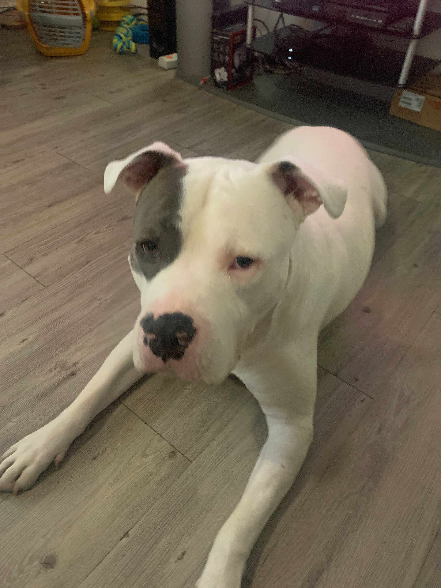 Charly participe au concours pour gagner de l'argent avec cette photo : dog, white_dog, indoor, wooden_floor, pet, animal, lying_down, ears, nose, floor, domestic, one_eye_patch, canine, relaxed, household, background_objects, flooring, room, mammal, companion