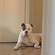 Charly participe au concours pour gagner de l'argent avec cette photo : dog, white_dog, black_patch, indoor, floor, wooden_floor, wall, door, pet, animal, lounge, resting, hallway, home, domestic, canine, guard, cute, serious, relaxed