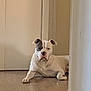 animal, black_patch, canine, cute, dog, domestic, door, floor, guard, hallway, home, indoor, lounge, pet, relaxed, resting, serious, wall, white_dog, wooden_floor