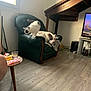 animal, armchair, cat, curious, cushion, dog, floor, food, furniture, glass, home, indoor, living_room, pet, relaxed, table, television, wall, window, wooden_floor