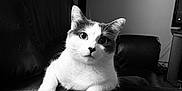 Swaily a rejoint le concours — aidez-le/la à gagner de superbes lots ! cat, animal, pet, leather_couch, indoor, black_and_white, feline, curious, relaxed, portrait, whiskers, ears, paw, fur, home, living_room, furniture, cozy, domestic, cute