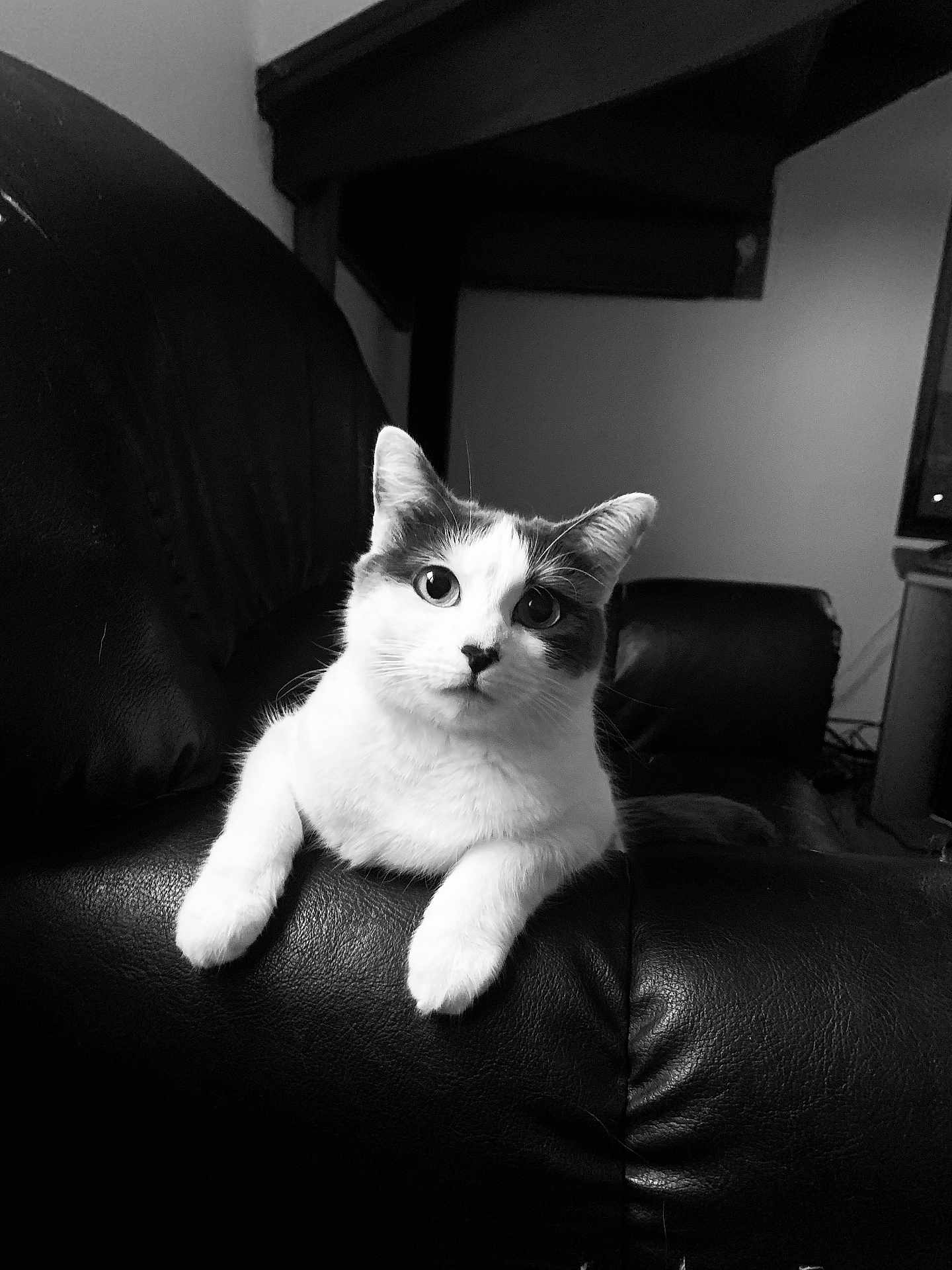 Swaily a rejoint le concours — aidez-le/la à gagner de superbes lots ! cat, animal, pet, leather_couch, indoor, black_and_white, feline, curious, relaxed, portrait, whiskers, ears, paw, fur, home, living_room, furniture, cozy, domestic, cute