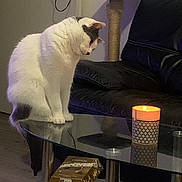 Swaily a rejoint le concours — aidez-le/la à gagner de superbes lots ! cat, candle, glass_table, black_leather_couch, scratching_post, curious, indoor, pet, furniture, home, flooring, box, reflection, lighting, white_cat, black_spots, sitting, relaxation, cozy, household_items