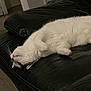 Swaily participe au concours pour gagner de l'argent avec cette photo : cat, white_cat, pet, animal, indoor, leather_couch, furniture, relaxed, upside_down, stretching, cozy, home, floor, living_room, cute, whiskers, paws, fur, domestic_cat, resting