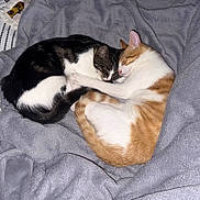 Aiko Et Arya participe au concours pour gagner de l'argent avec cette photo : animal, black, blanket, cat, cats, companion, cozy, cute, domestic, fur, gray, indoor, orange, peaceful, pet, resting, sleeping, snuggling, tabby, white