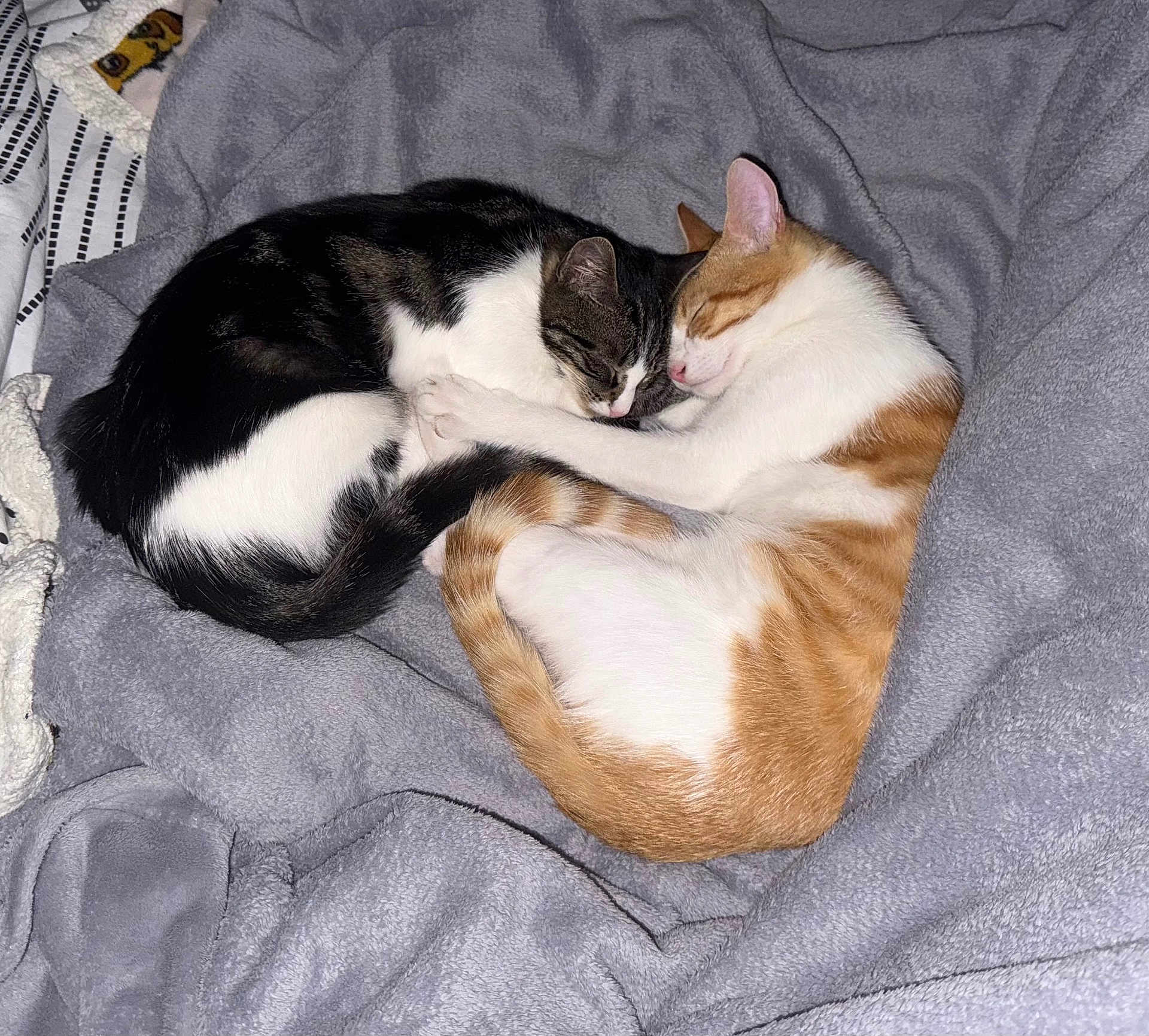 Aiko Et Arya participe au concours pour gagner de l'argent avec cette photo : animal, black, blanket, cat, cats, companion, cozy, cute, domestic, fur, gray, indoor, orange, peaceful, pet, resting, sleeping, snuggling, tabby, white