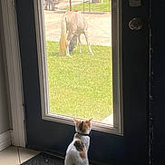Meeka joined the competition — help win amazing prizes! cat, calico_cat, horse, white_horse, grass, door, glass_door, indoors, outdoors, animal, pet, curious, grazing, mat, floor, window, daylight, quiet, back_view, collar