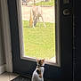 cat, calico_cat, horse, white_horse, grass, door, glass_door, indoors, outdoors, animal, pet, curious, grazing, mat, floor, window, daylight, quiet, back_view, collar