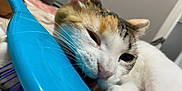 Meeka is registered to the contest to win money with this photo: cat, close_up, pet, whiskers, fur, indoor, hairbrush, blue, paw, relaxed, playful, sleepy, animal, domestic, cute, face, nibble, soft, background, cozy