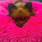 Princess participe au concours pour gagner de l'argent avec cette photo : animal, canine, chihuahua, clothing, cockerspaniel, dog, dogbed, eskimodog, fur, homedecor, papillon, pet, puppy, terrier