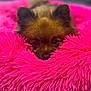 animal, canine, chihuahua, clothing, cockerspaniel, dog, dogbed, eskimodog, fur, homedecor, papillon, pet, puppy, terrier