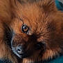 Princess participe au concours pour gagner de l'argent avec cette photo : animal, canine, chow, cockerspaniel, couch, dog, eskimodog, fox, furniture, papillon, pet, puppy, terrier