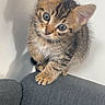 animal, cat, couch, curious, cute, ears, feline, fur, gray, indoor, kitten, looking, paws, pet, shadow, small, tabby, wall, whiskers, young