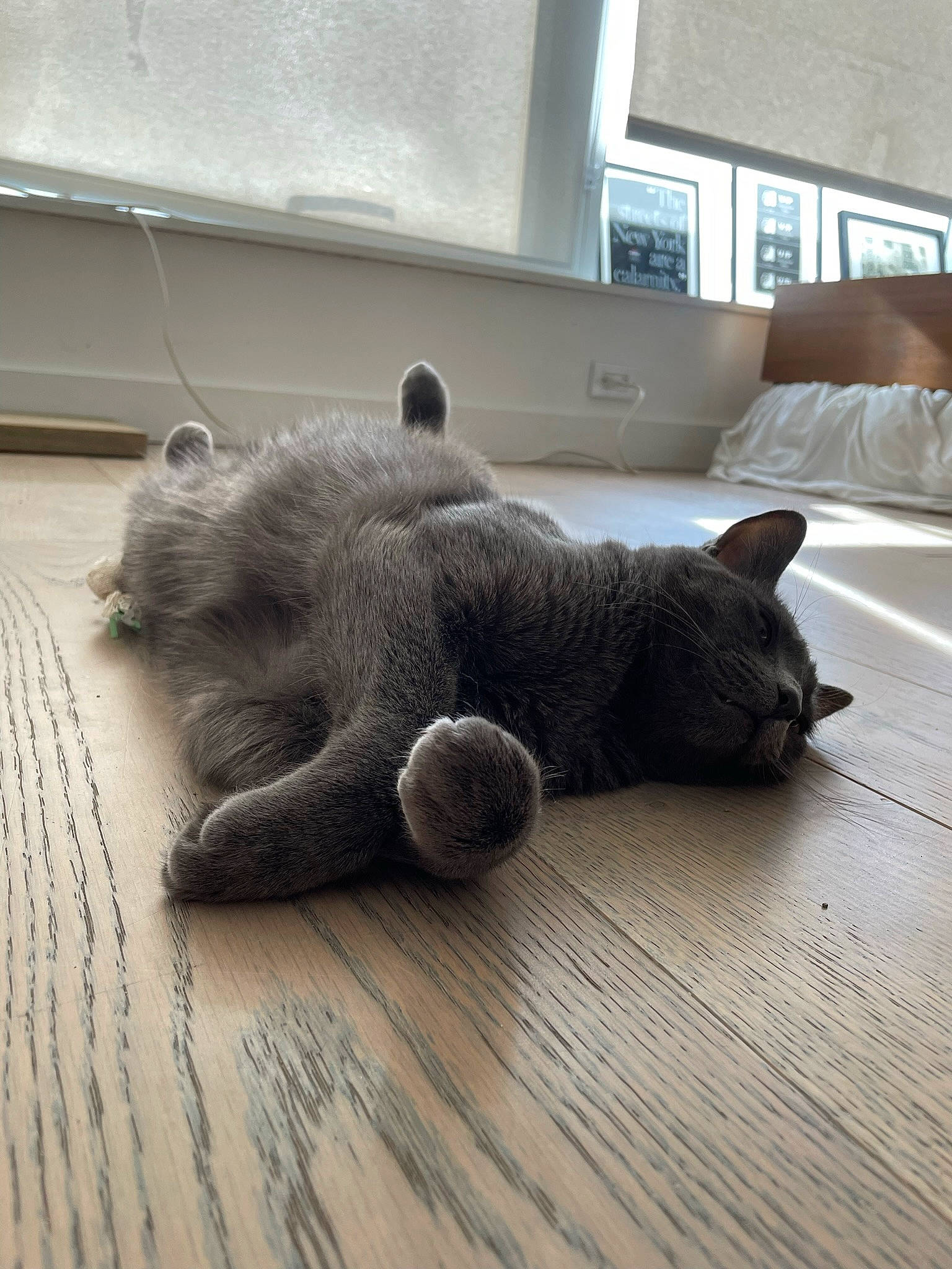 Jane is registered to the contest to win money with this photo: carnivore, cat, comfort, fawn, felidae, floor, flooring, fur, grey, hardwood, laminate_flooring, small_to_medium_sized_cats, snout, tail, terrestrial_animal, toy, whiskers, window, wood, wood_flooring