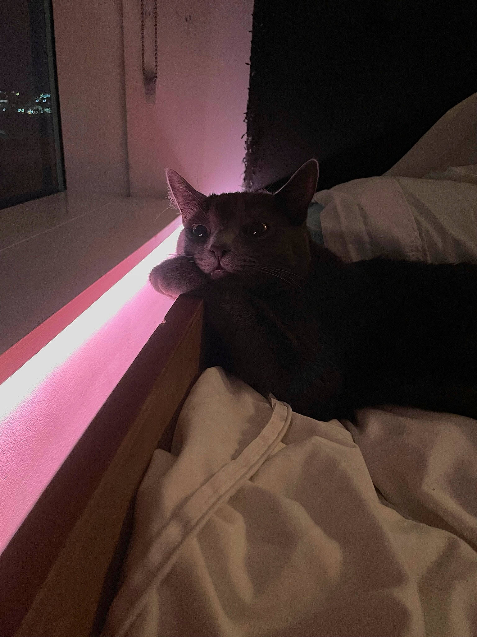 Jane joined the competition — help win amazing prizes! bed, bedding, carnivore, cat, comfort, domestic_short_haired_cat, felidae, flooring, fur, grey, human_leg, linens, room, small_to_medium_sized_cats, snout, stairs, tail, tints_and_shades, whiskers, wood