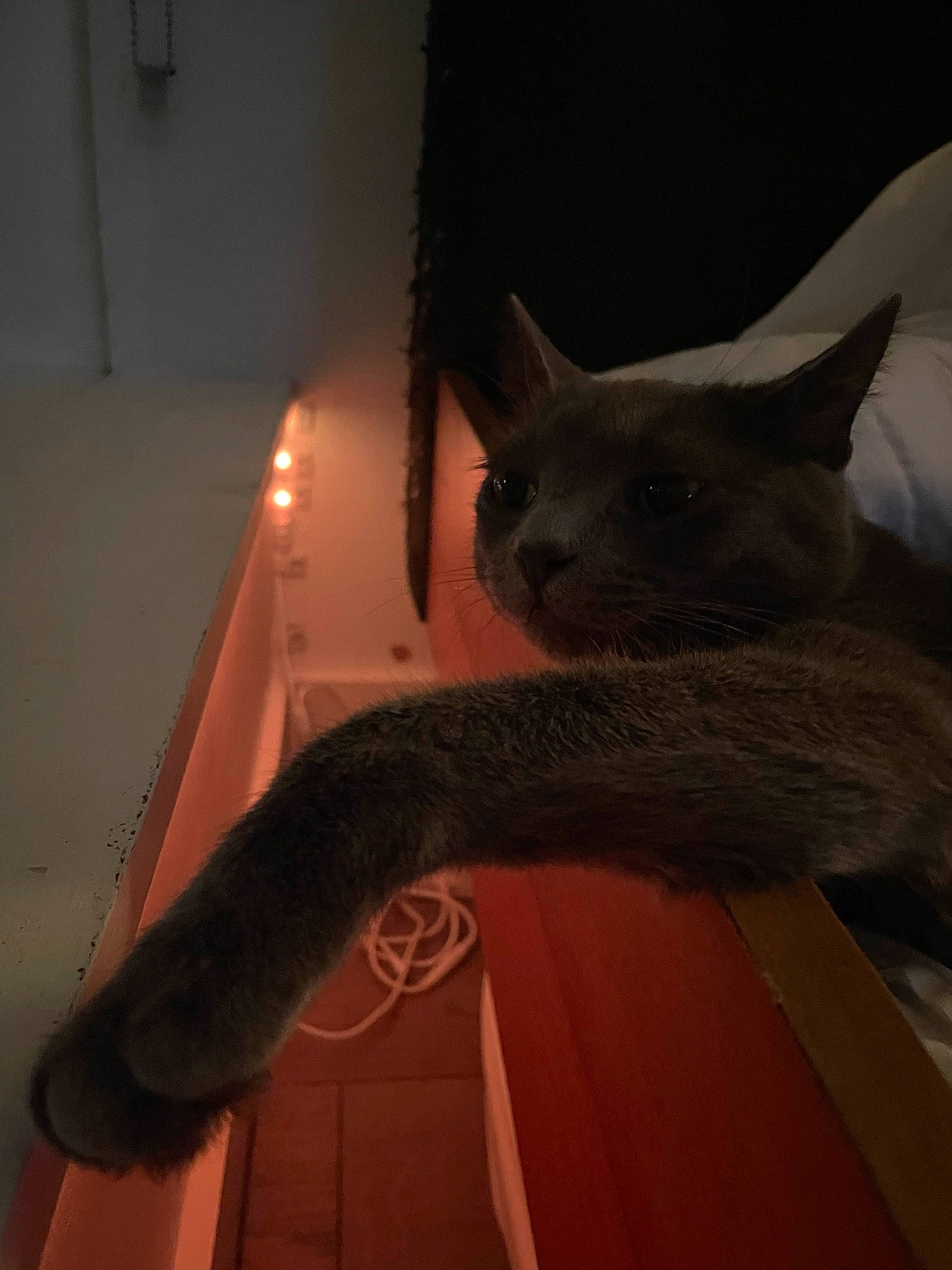 Jane is registered to the contest to win money with this photo: carmine, carnivore, cat, comfort, domestic_short_haired_cat, felidae, flooring, fur, hardwood, room, small_to_medium_sized_cats, snout, tail, terrestrial_animal, whiskers, wood