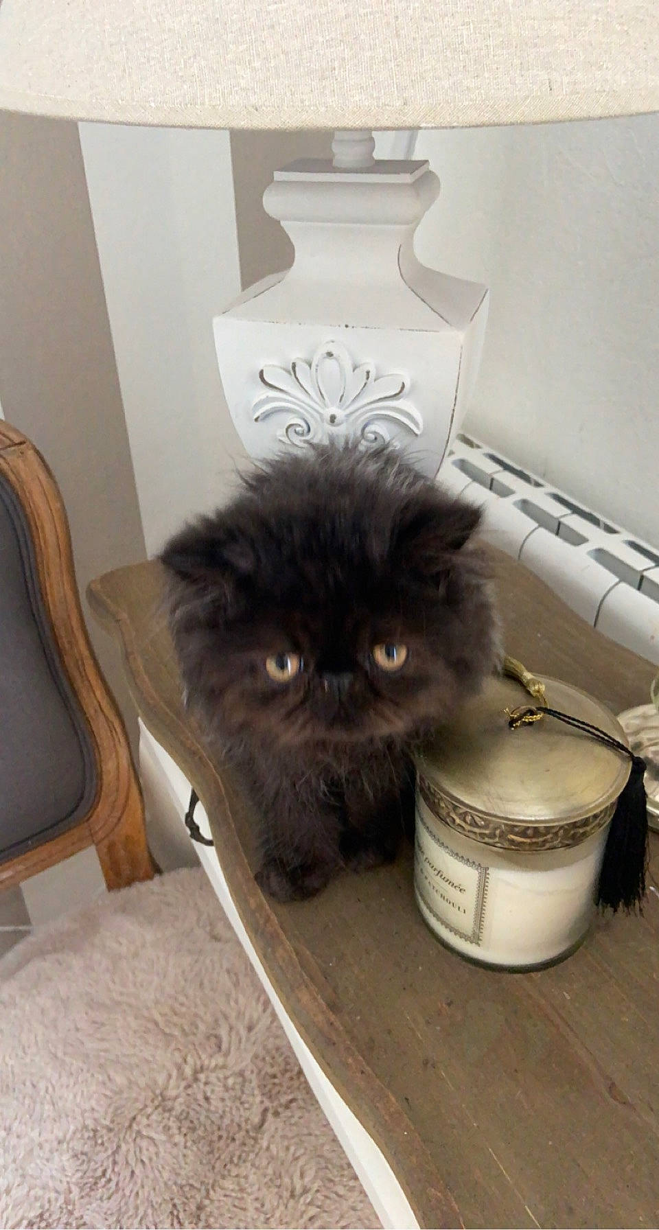 Oscar participe au concours pour gagner de l'argent avec cette photo : bag, black_cat, box, carnivore, cat, chair, comfort, companion_dog, felidae, flooring, flowerpot, fur, gas, hardwood, luggage_and_bags, room, small_to_medium_sized_cats, snout, tail, whiskers