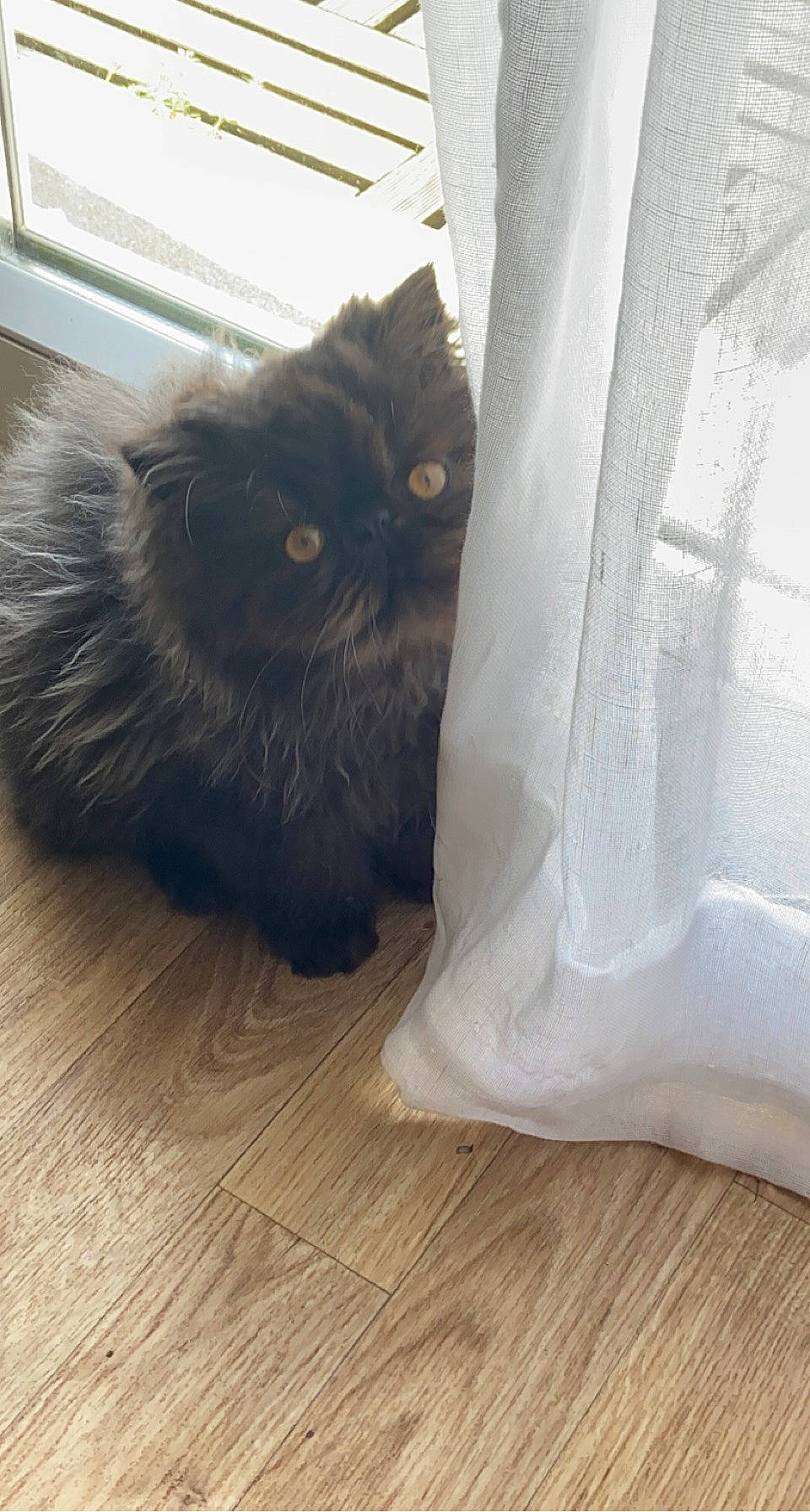 Oscar participe au concours pour gagner de l'argent avec cette photo : black_cat, carnivore, cat, claw, comfort, domestic_short_haired_cat, felidae, flooring, fur, grey, hardwood, laminate_flooring, small_to_medium_sized_cats, snout, tail, varnish, whiskers, wood, wood_flooring, wood_stain