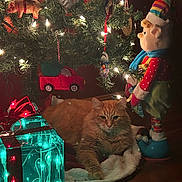 Mcfluffs joined the competition — help win amazing prizes! cat, christmas_lights, christmas_tree, cozy, decorations, doll, festive, gift_box, green, holiday, holiday_decor, indoor, lights, orange_cat, ornaments, plush_toy, red, relaxing_cat, toy_car, wood_floor