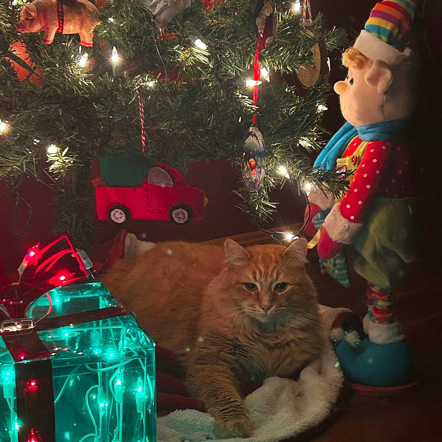 Mcfluffs joined the competition — help win amazing prizes! cat, christmas_lights, christmas_tree, cozy, decorations, doll, festive, gift_box, green, holiday, holiday_decor, indoor, lights, orange_cat, ornaments, plush_toy, red, relaxing_cat, toy_car, wood_floor