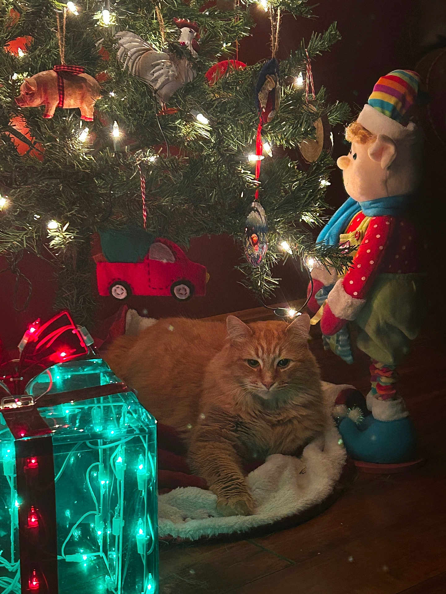 Mcfluffs joined the competition — help win amazing prizes! cat, christmas_lights, christmas_tree, cozy, decorations, doll, festive, gift_box, green, holiday, holiday_decor, indoor, lights, orange_cat, ornaments, plush_toy, red, relaxing_cat, toy_car, wood_floor