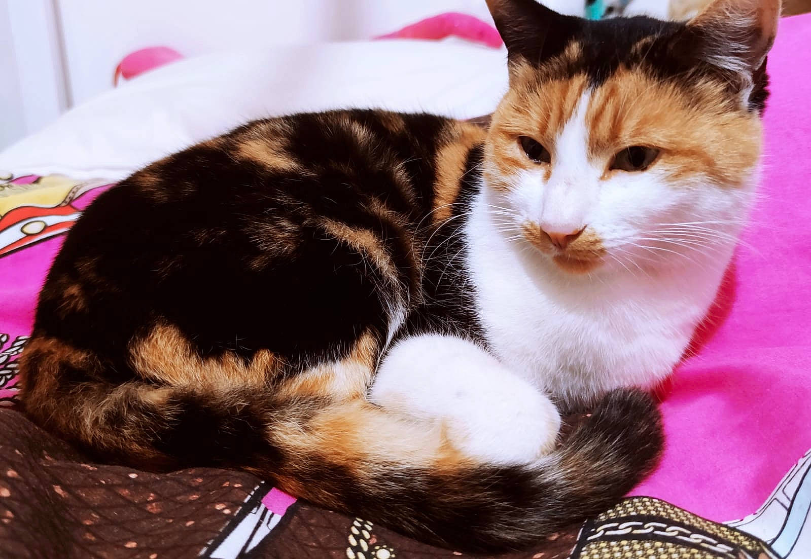 Mia participe au concours pour gagner de l'argent avec cette photo : box, carnivore, cat, cat_supply, claw, collar, comfort, domestic_short_haired_cat, fawn, felidae, fur, paw, pet_supply, sitting, small_to_medium_sized_cats, snout, tail, whiskers