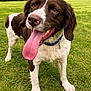 blue_sky, brown_and_white, closeup, collar, dog, field, floppy_ears, golden_eyes, grass, happy, outdoors, panting, park, paws, playful, portrait, spaniel, tongue_out, trees, wet_nose