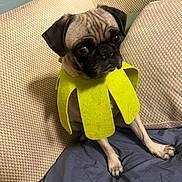 Priscilla Pugsly joined the competition — help win amazing prizes! dog, pug, pet, costume, green_costume, couch, indoor, sitting, wrinkled_face, short_snout, black_muzzle, floppy_ears, brown_fur, cute, funny, portrait, fabric, blanket, home, animal