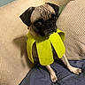 dog, pug, pet, costume, green_costume, couch, indoor, sitting, wrinkled_face, short_snout, black_muzzle, floppy_ears, brown_fur, cute, funny, portrait, fabric, blanket, home, animal