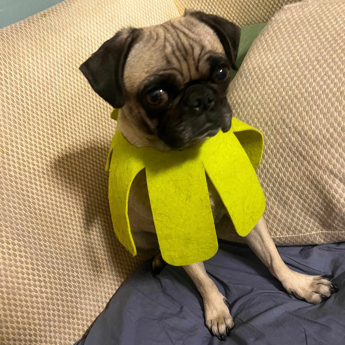Priscilla Pugsly joined the competition — help win amazing prizes! dog, pug, pet, costume, green_costume, couch, indoor, sitting, wrinkled_face, short_snout, black_muzzle, floppy_ears, brown_fur, cute, funny, portrait, fabric, blanket, home, animal