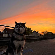Laïka a rejoint le concours — aidez-le/la à gagner de superbes lots ! dog, husky, sunset, sky, orange_sky, urban, street, pavement, fence, houses, outdoor, animal, pet, sitting, nature, twilight, scenic, quiet, evening, canine