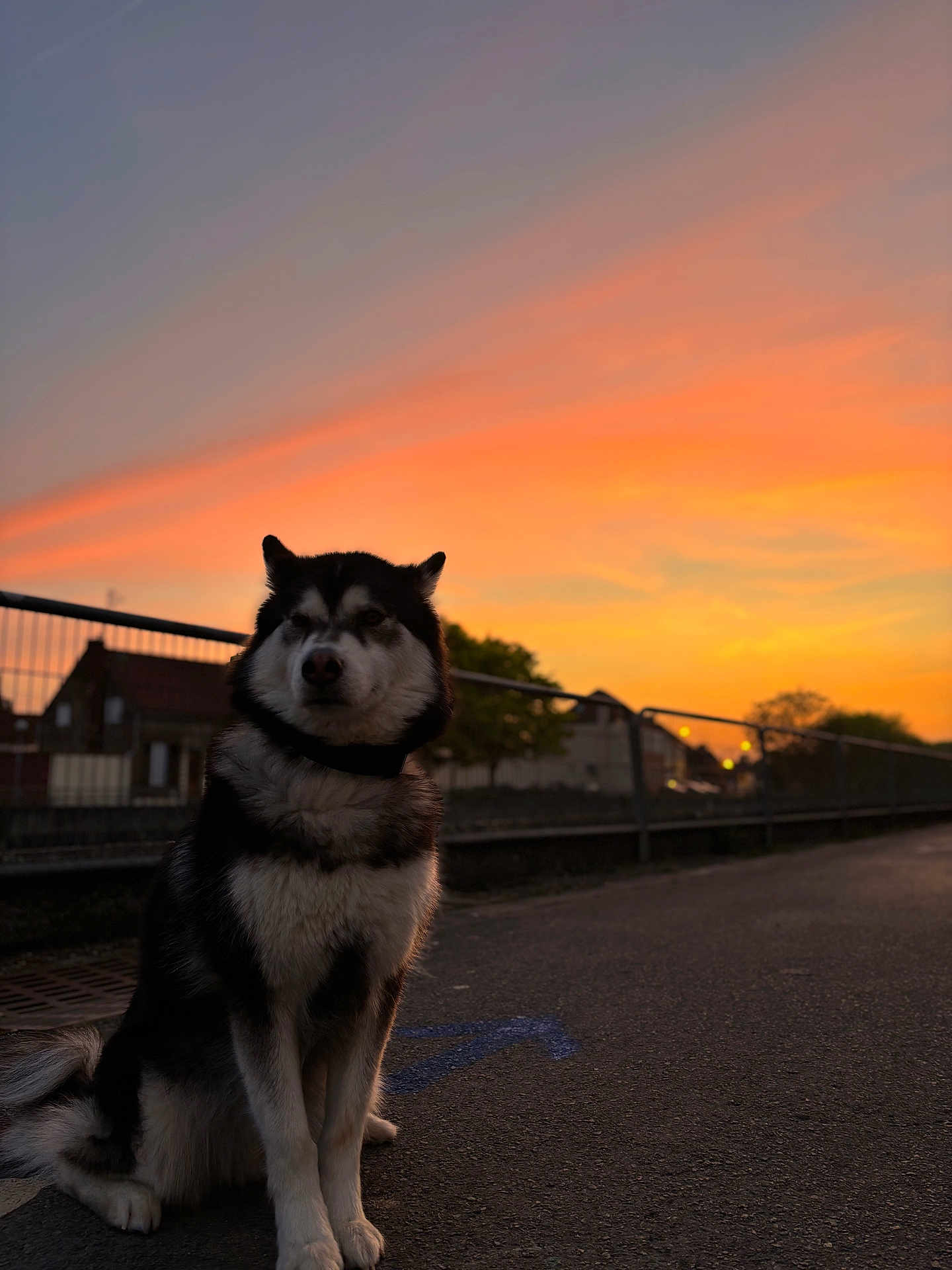 Laïka a rejoint le concours — aidez-le/la à gagner de superbes lots ! dog, husky, sunset, sky, orange_sky, urban, street, pavement, fence, houses, outdoor, animal, pet, sitting, nature, twilight, scenic, quiet, evening, canine
