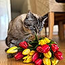 bouquet, cat, chair, close_up, ears, face, flowers, indoor, living_room, natural_light, pet, red_tulip, shallow_depth_of_field, sniffing, tabby_cat, tulips, vibrant_colors, whiskers, wood_floor, yellow_tulip