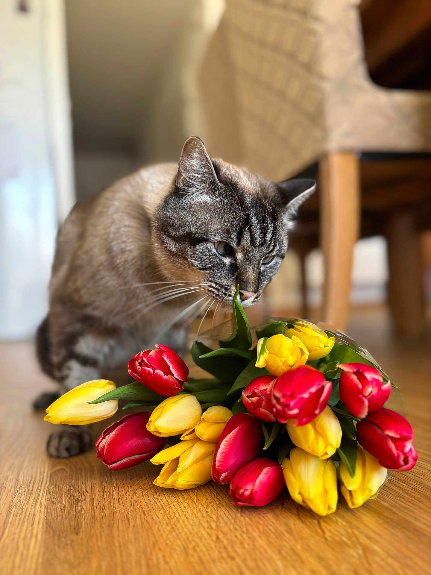 Pepite participe au concours pour gagner de l'argent avec cette photo : cat, tabby_cat, tulips, flowers, bouquet, wood_floor, indoor, sniffing, close_up, shallow_depth_of_field, pet, whiskers, ears, face, living_room, chair, natural_light, red_tulip, yellow_tulip, vibrant_colors