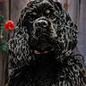 dog, black_dog, curly_fur, portrait, close_up, animal, pet, canine, fur, ears, face, nose, eyes, collar, wooden_background, flower, red_flower, outdoor, nature, cute