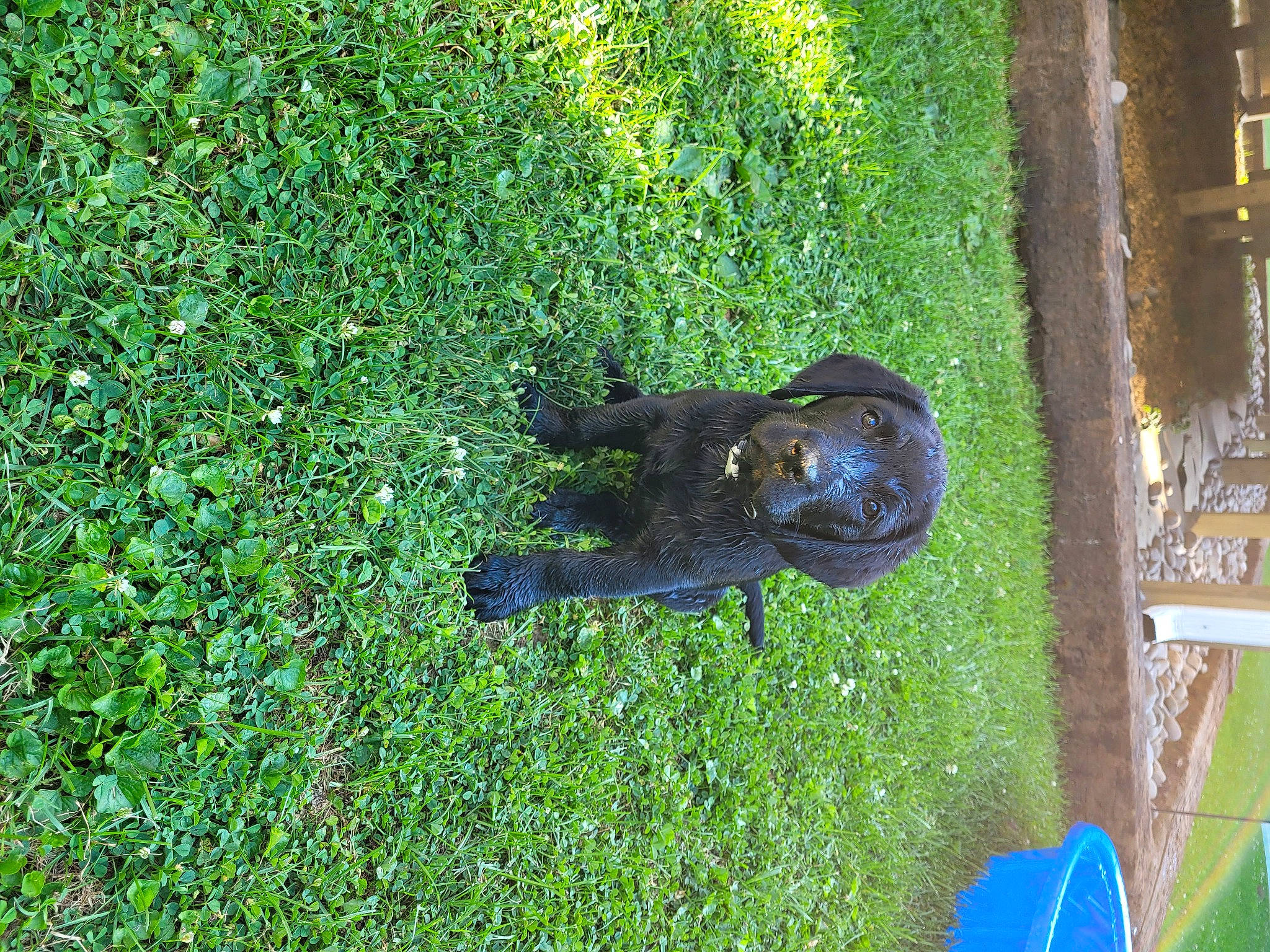 Bambi is registered to the contest to win money with this photo: canidae, carnivore, dog_breed, electric_blue, grass, grass_family, grassland, green, groundcover, people_in_nature, plant, shrub, sporting_group, tail, terrestrial_animal, tree, wildlife, working_animal