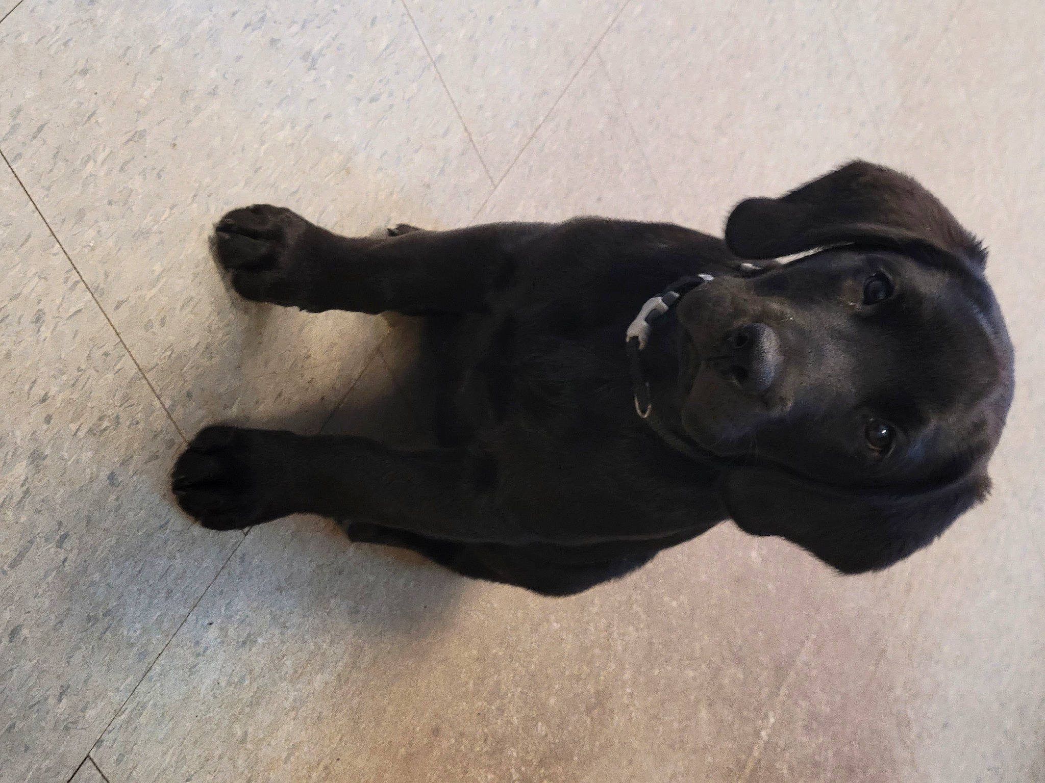 Bambi is registered to the contest to win money with this photo: borador, canidae, carnivore, comfort, companion_dog, dog, dog_breed, fawn, flooring, fur, guard_dog, labrador_retriever, sculpture, shadow, snout, sporting_group, tail, terrestrial_animal, wood, working_animal