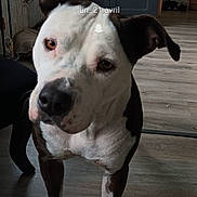 Doulie a rejoint le concours — aidez-le/la à gagner de superbes lots ! black_and_white, cabinet, canine, curious, date_display, dog, domestic, flooring, furniture, head_tilt, household, indoor, living_room, lock_screen, pet, portrait, television, time_display, woman, wooden_floor