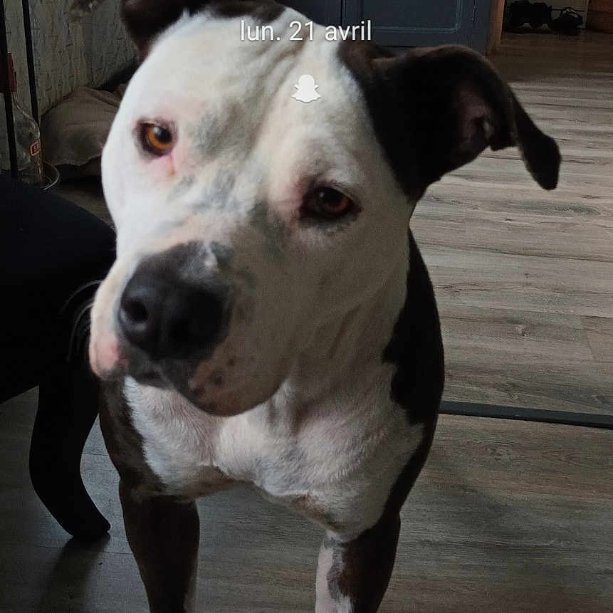 Doulie a rejoint le concours — aidez-le/la à gagner de superbes lots ! black_and_white, cabinet, canine, curious, date_display, dog, domestic, flooring, furniture, head_tilt, household, indoor, living_room, lock_screen, pet, portrait, television, time_display, woman, wooden_floor