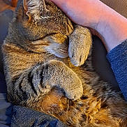 Happy participe au concours pour gagner de l'argent avec cette photo : cat, tabby, pet, animal, feline, sleeping, cozy, paws, fur, hand, human, comfort, resting, cute, closeup, indoor, relaxing, warm_lighting, affection, cuddle