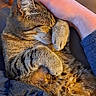 cat, tabby, pet, animal, feline, sleeping, cozy, paws, fur, hand, human, comfort, resting, cute, closeup, indoor, relaxing, warm_lighting, affection, cuddle