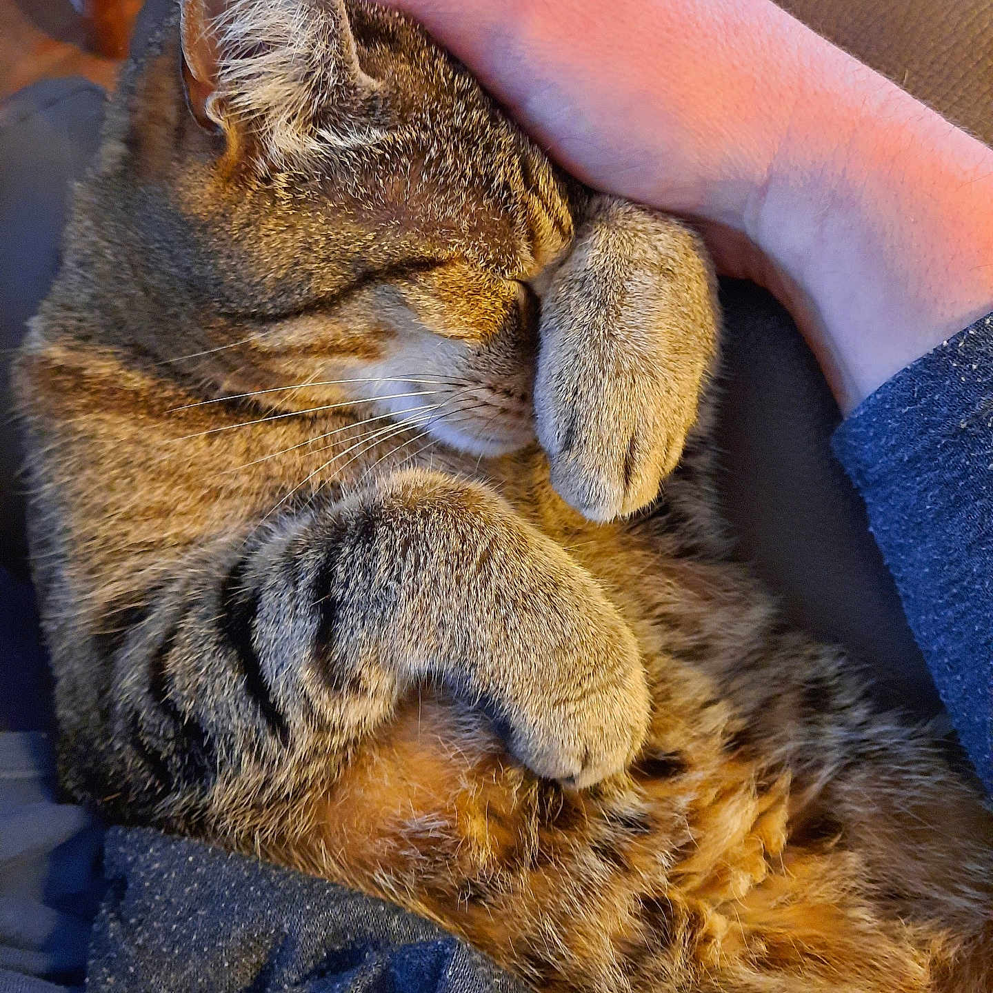 Happy participe au concours pour gagner de l'argent avec cette photo : cat, tabby, pet, animal, feline, sleeping, cozy, paws, fur, hand, human, comfort, resting, cute, closeup, indoor, relaxing, warm_lighting, affection, cuddle