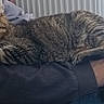 Happy participe au concours pour gagner de l'argent avec cette photo : cat, tabby, sleeping, person, arm, hand, indoor, cozy, feline, resting, fur, pet, domestic_animal, casual_clothing, blue_jeans, radiator, glass, relaxation, human, close_up