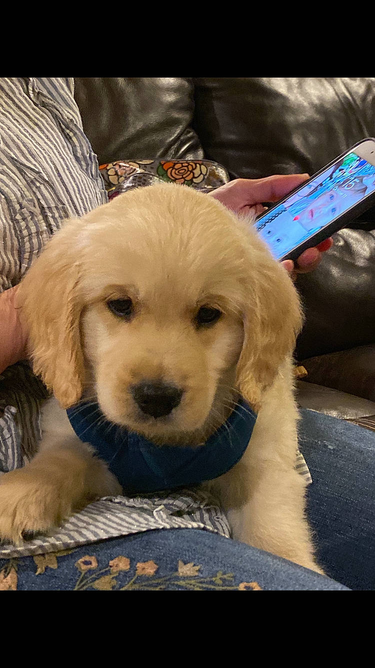 Carly is registered to the contest to win money with this photo: beagador, canidae, carnivore, companion_dog, dog, dog_breed, fawn, golden_retriever, mammal, puppy, puppy_love, rare_breed_dog, retriever, small_greek_domestic_dog, snout, sporting_group, vertebrate