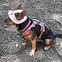 animal, black_fur, brown_fur, canine, cute, dirt_ground, dog, ears_up, harness, leash, nature, outdoor, pet, pink_bow, pink_hat, side_view, sitting, small_dog, sunlight, twigs